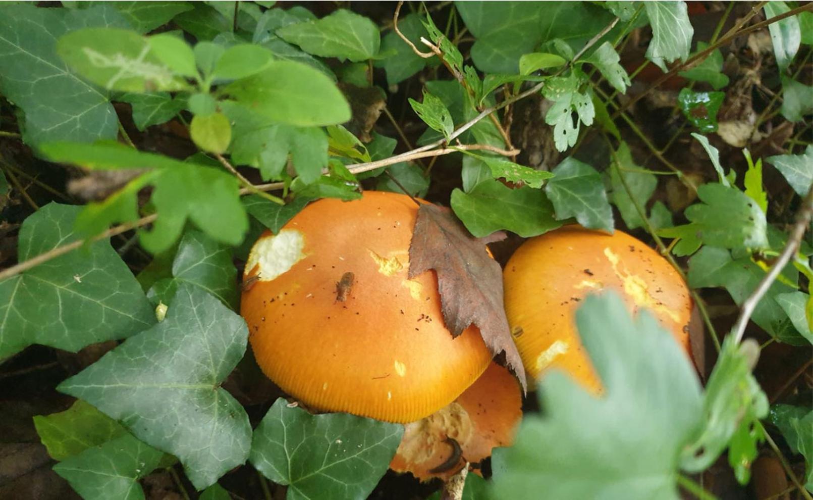 Seuls En Pleine Nature - Gite La Cote Blanche Puygaillard-de-Quercy Zewnętrze zdjęcie